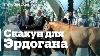 Президент Азербайджана подарил турецкому коллеге настоящего карабахского скакуна