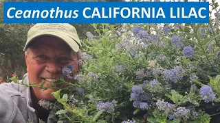 CALIFORNIA LILAC - All about Ceanothus Concha - leaves, flowers, propagation