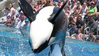 SeaWorld's old "Shamu" show (with trainers in the water!)