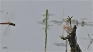 Frösche jagen Libellen / Frogs chasing dragonflies