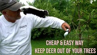 How to Protect Trees from Deer