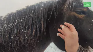 Самые спокойные лошади.| The calmest horses in the world.