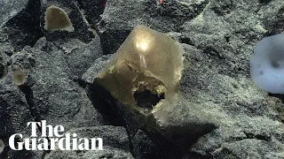 'I don't know what to make of that': mysterious golden orb found on Alaskan ocean floor –  video