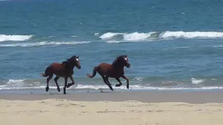 Wild Horses Running on Corolla Beach North Carolina