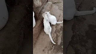 Cats are asking for meat from the butcher