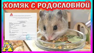 Амма беременна? / Китайские хомячата /  Метрика хомяка из питомника / Alisa Easy Pets