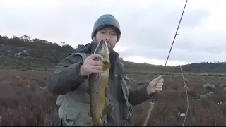 Fly fishing to tailing trout Little pine lagoon
