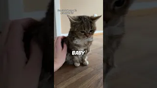 This tiny kitty has a sad but cute condition 🥹❤️