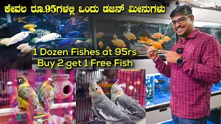 ಕೇವಲ ರೂ.95ಗಳಲ್ಲಿ ಒಂದು ಡಜನ್ ಮೀನುಗಳು AS Aqua Exotic Fishes, Birds & Pets in Bangalore | Kannada Vlogs