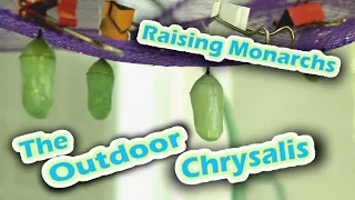 Raising Monarchs - The Outdoor Chrysalis (Help The Monarch Butterfly)