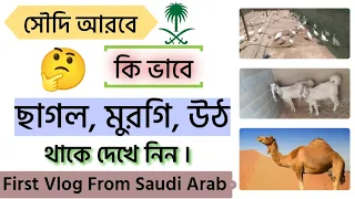 My First Vlog From Saudi Arabia! Hedatullah Creation