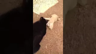 A Fennec Fox Being Reunited With His Cat Best Friend