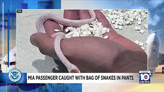 MIA TSA finds man hiding snakes in pants