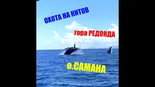 Охота на КИТОВ🐋,о.САМАНА🌴🌴🌴,гора РЕДОНДА🏔/#всеполучится