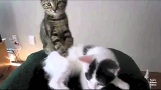 Funny cats compilation #3 2014
