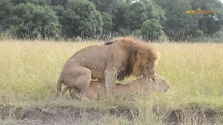 Lions Mating || Masai Mara || Wild Extracts