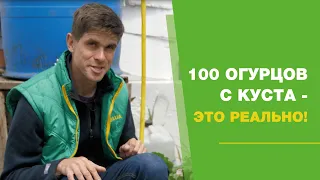 100 огурцов с куста - это реально! FullHD