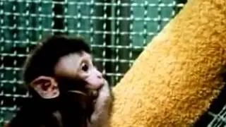 Attachment Theory - Harlow's study on monkeys: Food or Security