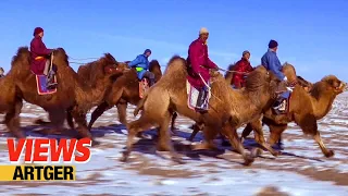 Mongolian Camel Festival – Traditional Bactrian Camel Race! Nomad Life in Gobi | Views