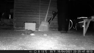 Hedgehogs mating 17th  april 2021