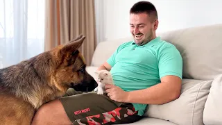 German Shepherd Meets New Baby Kitten for the First Time [Best Reaction Ever]