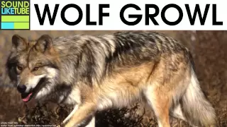 Wolf Growl Sound 2 Hours