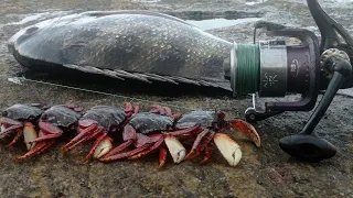 ARATU ISCA PRA PAMPO SAGRO SAMANDUARA E OUTRA ESPÉCIE PESCARIA DE COSTEIRA  GUARAPARI ES PESCARIA...