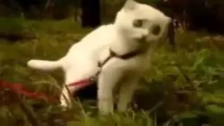 Дьявольский Кот !!!! Ржач полный   WTF KITTY