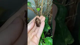 Watch This Caterpillar Turn Into A Puss Moth