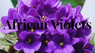 African Violets: Grow and Care Tips