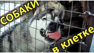 СОБАКИ В КЛЕТКЕ / Dogs in a cage