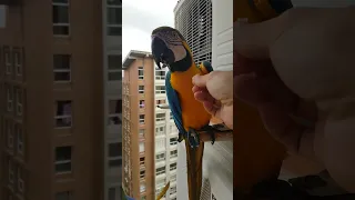 Guacamayas en Caracas #caracas #guacamayas #video #venezuela #instagram #tiktok #guacamayasdecaracas