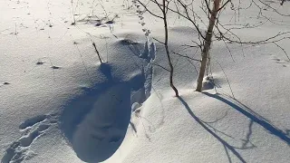 Камчатка, побегали по сопкам за зайцем.