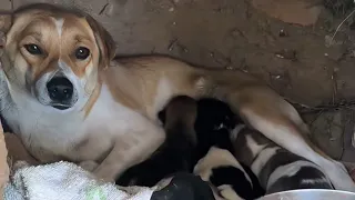 One night, a stray dog mother came to the door seeking help, and the woman rescued them.