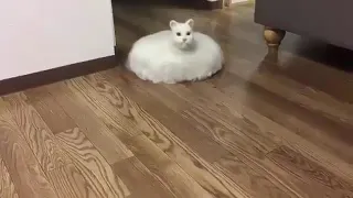 Cat Roomba - HD