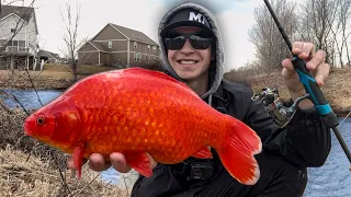 Catching Monster WILD GOLDFISH in the MIDDLE of a Neighborhood!
