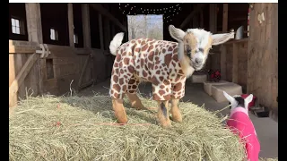 Goat Baby Pajama Rama