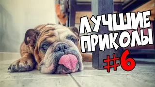 ПРИКОЛЫ #6 | ПОДБОРКА ПРИКОЛОВ 2017, ЛУЧШЕЕ ЗА НЕДЕЛЮ, РЖАКА УГАР, ФЕЙЛЫ, ТОПОВЫЕ ПРИКОЛЫ, FUNNY