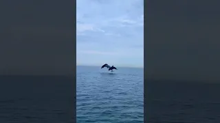 В Сочи дельфины устроили шоу