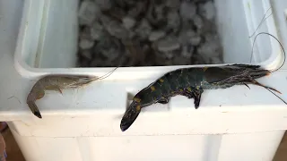 Big Tiger Shrimp caught while Shrimping in Florida (and how it Tasted)