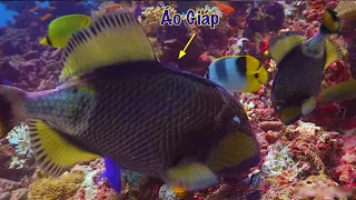 Cá Bò Dép(thép) Loài Cá Có Áo Giáp Như Tê Tê/ Văn Gẫm Tv Lặn Biển Cùng Ae | Trường Sa (tập 34)
