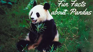 Panda Party: Exploring the Adorable World of Giant Pandas