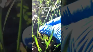 Blade of Grass Under Microscope
