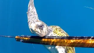 Have you ever watched newborn sea turtles racing to the sea?