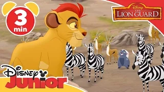 The Lion Guard | The Mbali Fields Migration | Disney Junior UK