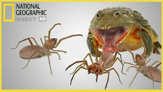 African bullfrog VS camel spider fighting for wild, who will win? (Warning Live Feeding)