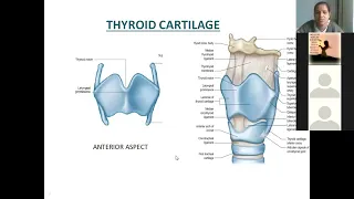 Anatomy Larynx