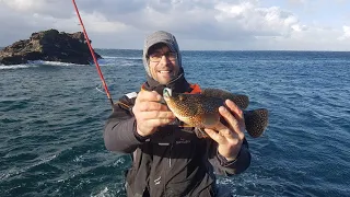 pêche de vieilles au leurre souple avec Natural bar Fishing