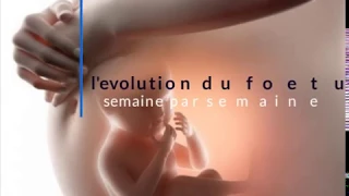 l'evolution du foetus dans le ventre semaine par semaine en image