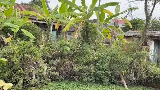 Eye-catching transformation of overgrown garden - Help clean up abandoned house